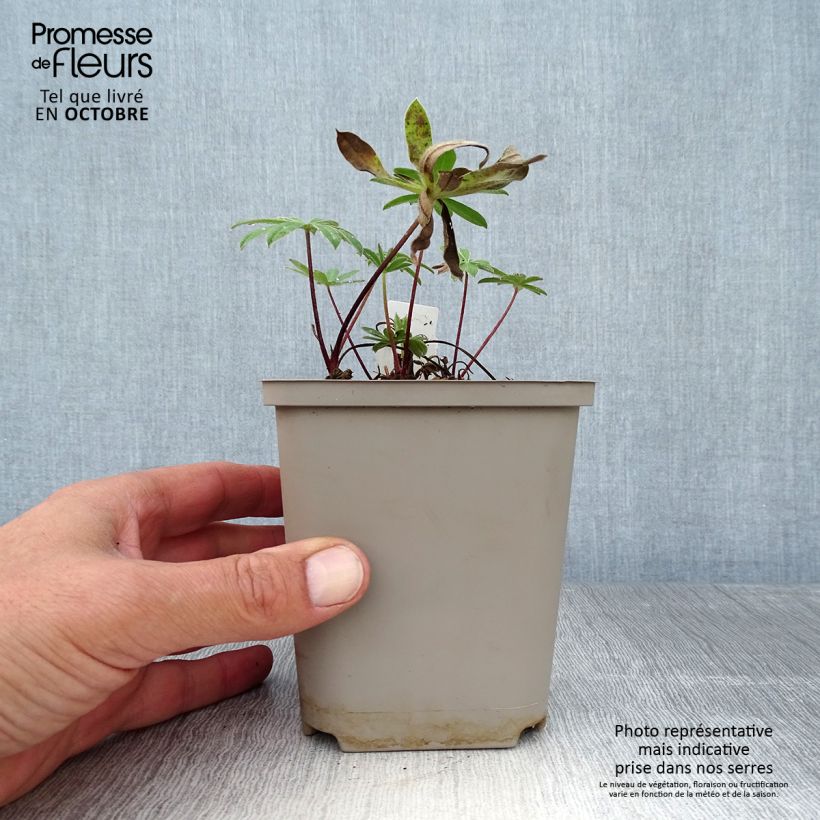 Example of Lupin West Country Red Rum rose-rouge et blanc. Pot de 10 cm/11cm as you get in automne