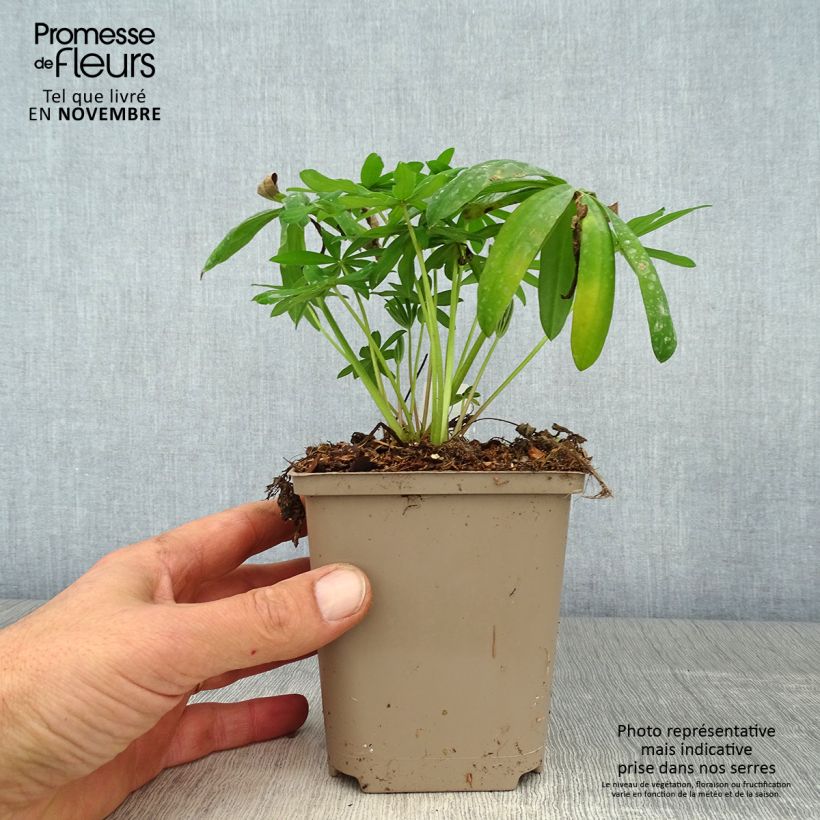 Example of Lupin West Country Terracotta Pot de 10 cm/11cm as you get in automne