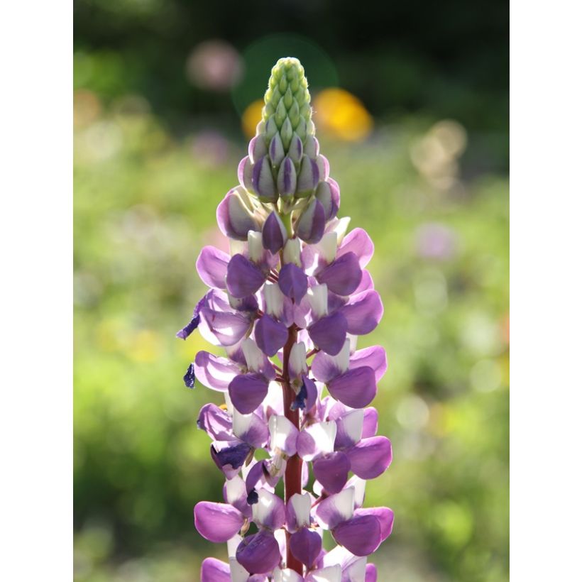 Lupin Le Gentilhomme (The Governor) bleu (Flowering)
