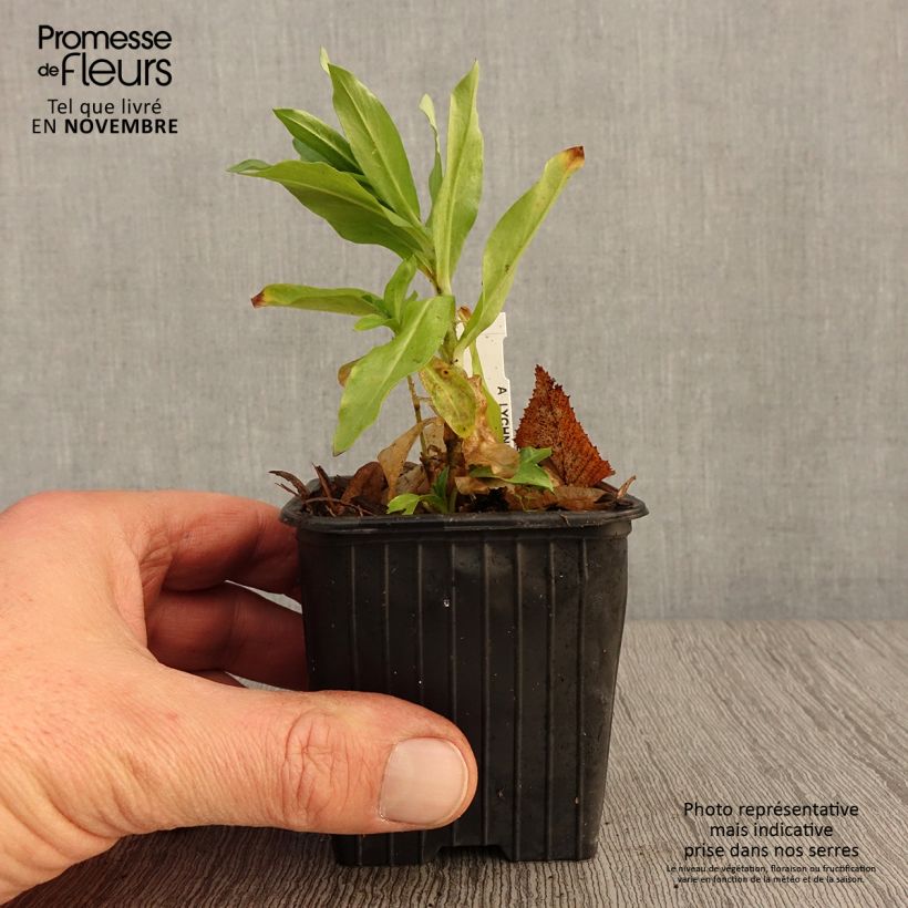 Example of Lychnis chalcedonica Croix de Malte Godet de 8/9 cm as you get in automne