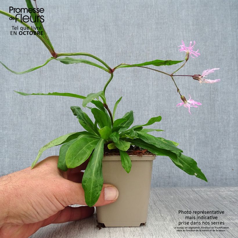 Example of Lychnis flos-cuculi - Oeillet des près Godet de 8/9 cm as you get in automne