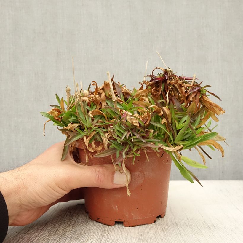 Example of Lychnis flos-cuculi Petit Henri - Oeillet des prés blanc Pot de 1,5L/2L as you get in automne