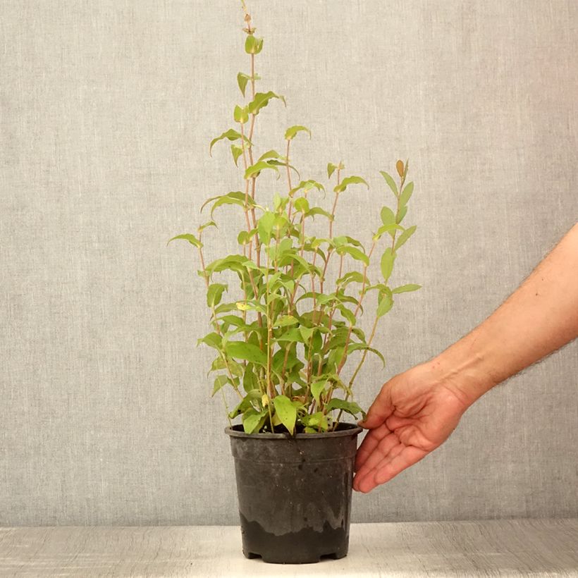 Example of Lys orchidée - Tricyrtis formosana Dark Beauty Pot de 2L/3L as you get in ete