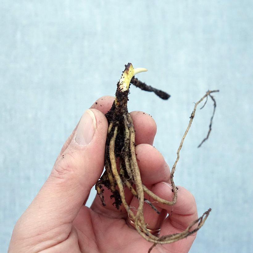 Example of Lys orchidée - Tricyrtis formosana Dark Beauty Petites Racines nues as you get in hiver