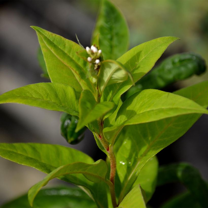 Lysimachia clethroïdes - Lysimaque de chine (Foliage)