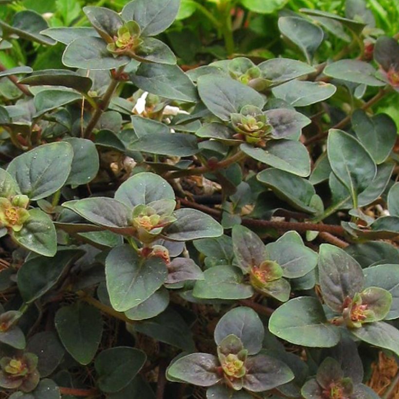 Lysimachia congestiflora Persian Chocolate - Lysimache (Foliage)