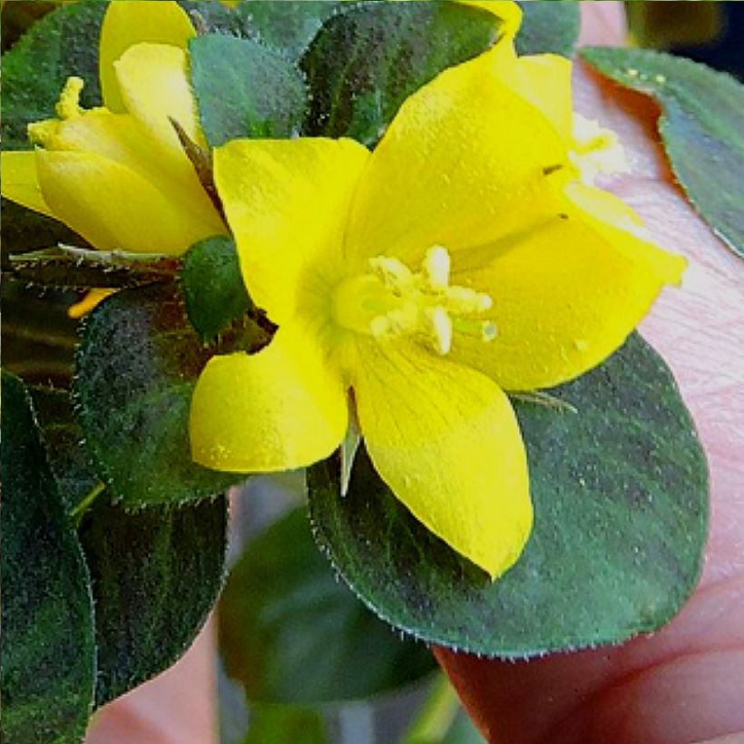 Lysimachia congestiflora Persian Chocolate - Lysimache (Flowering)