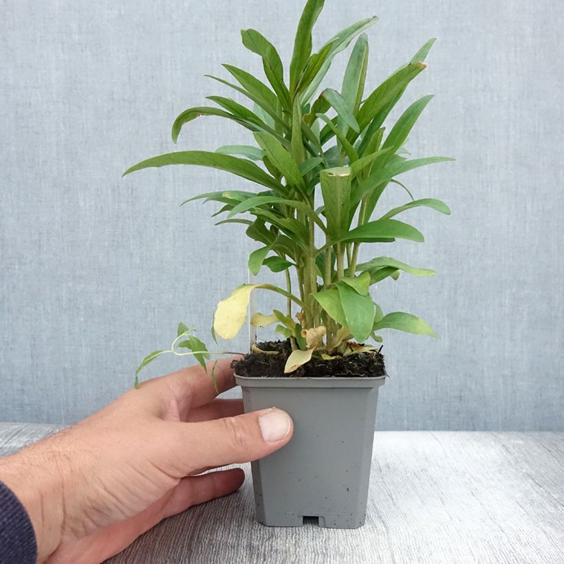 Example of Lysimachia ephemerum - Lysimaque ephémère Godet de 8/9 cm as you get in ete