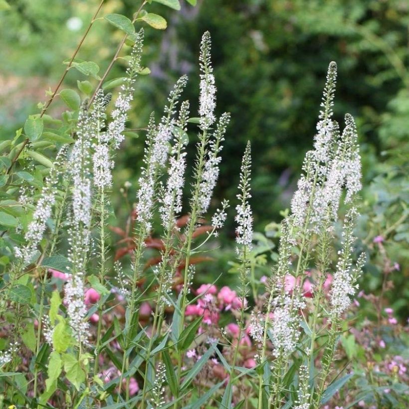 Lysimachia ephemerum - Lysimaque ephémère (Flowering)