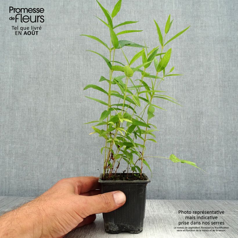 Example of Lysimachia vulgaris - Lysimaque commune  Godet de 8/9 cm as you get in ete