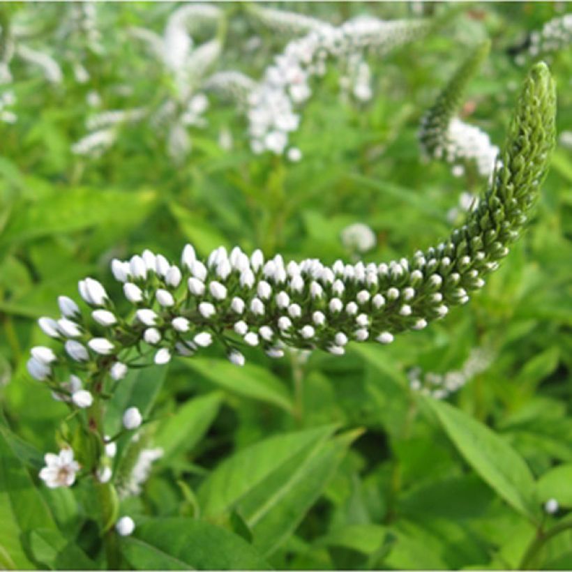 Lysimachia clethroïdes - Lysimaque de chine (Flowering)