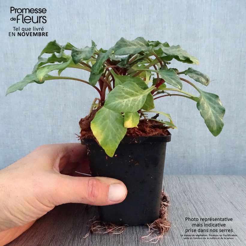 Example of Lysimaque pourpre - Lysimachia atropurpurea Beaujolais Godet de 8/9 cm as you get in automne
