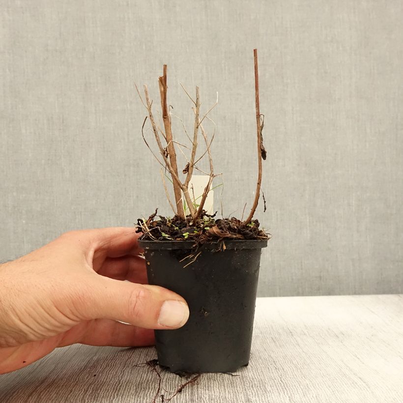 Example of Lythrum virgatum Dropmore Purple Godet de 8/9 cm as you get in automne