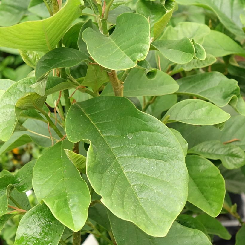 Magnolia Burgundy Star (Foliage)