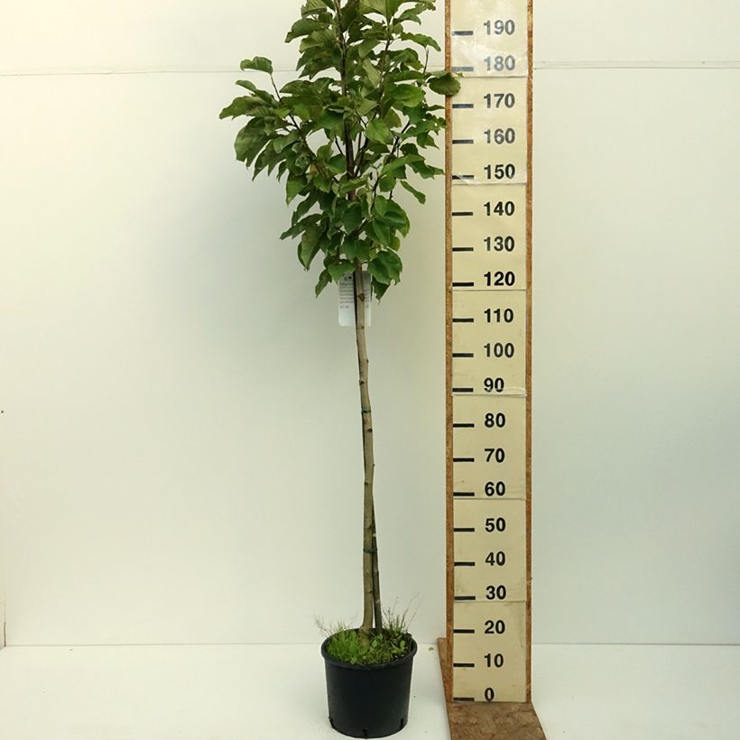 Example of Magnolia denudata Double Diamond - Magnolia Yulan Pot de 7,5L/10L as you get in ete