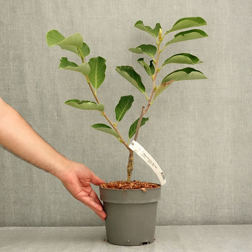 Example of Magnolia denudata Sunrise Pot de 3L/4L as you get in ete