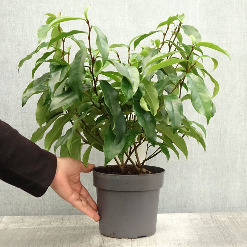 Example of Magnolia figo Stellar Ruby Pot de 3L/4L as you get in automne