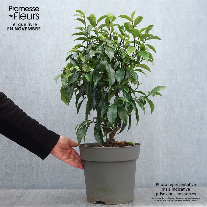 Example of Magnolia figo Stellar Ruby Pot de 6L/7L as you get in automne