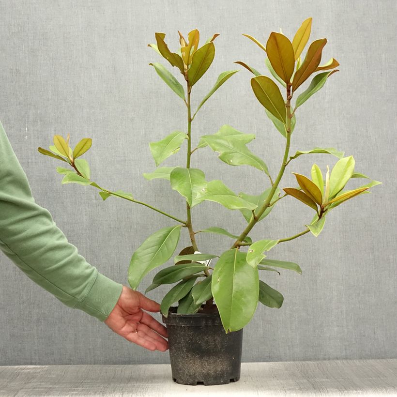 Example of Magnolia grandiflora Double Nantais Pot de 1,5L/2L as you get in ete