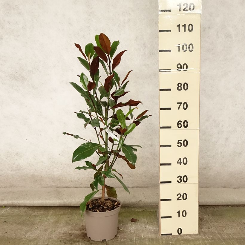 Example of Magnolia grandiflora Kay Parris - Magnolia persistant Pot de 4L/5L as you get in ete