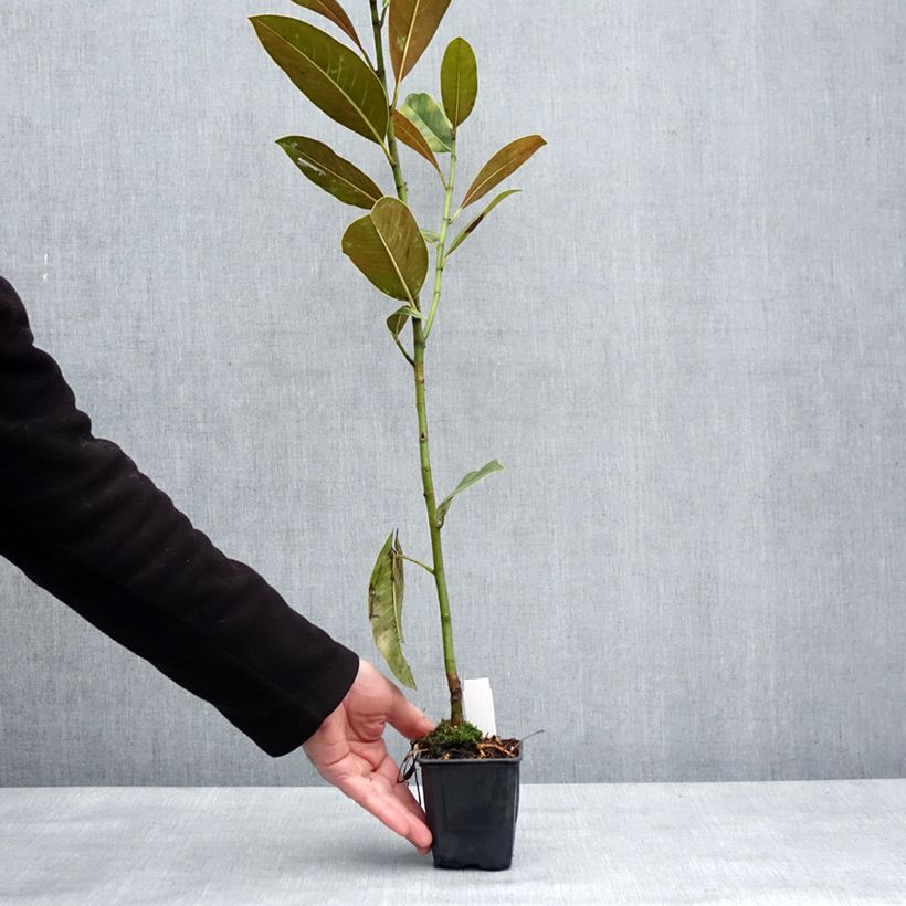 Example of Magnolia grandiflora Victoria - Laurier-tulipier Godet de 8/9 cm as you get in hiver