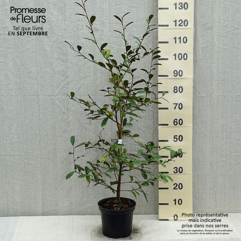 Example of Magnolia laevifolia Achteraan - Michelia yunnanensis Pot de 4L/5L as you get in automne