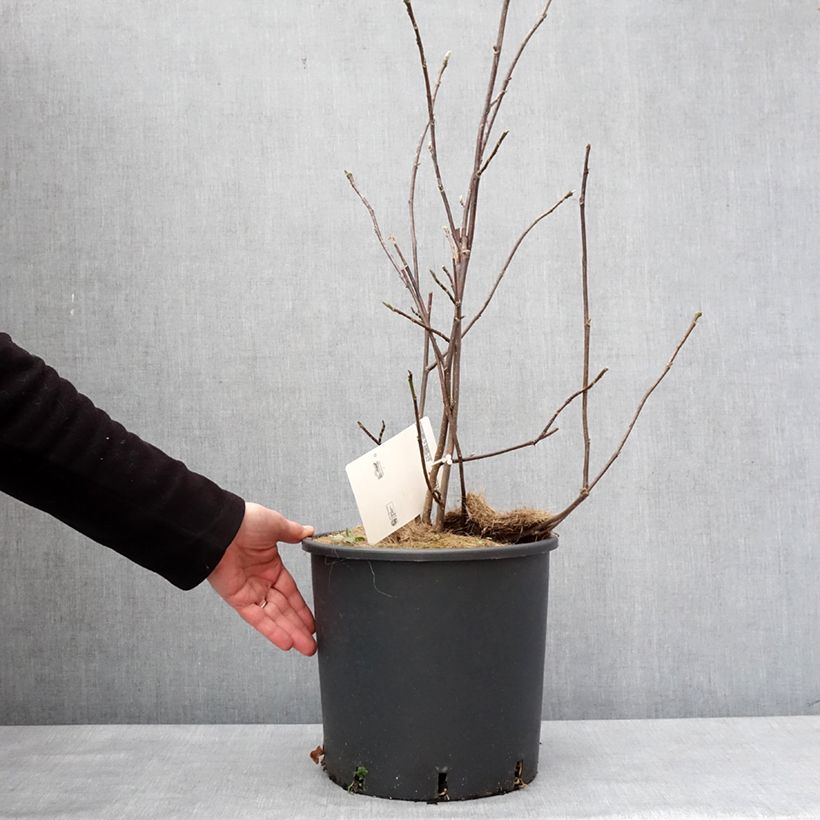 Example of Magnolia liliflora Nigra Pot de 7,5L/10L as you get in hiver