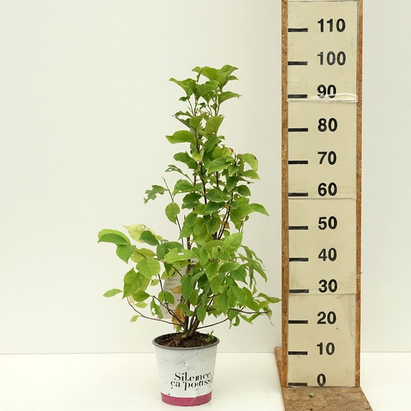 Example of Magnolia liliflora Nigra Pot de 3L/4L as you get in ete