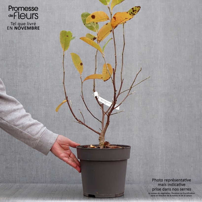 Example of Magnolia loebneri Mags Pirouette Pot de 4L/5L as you get in automne