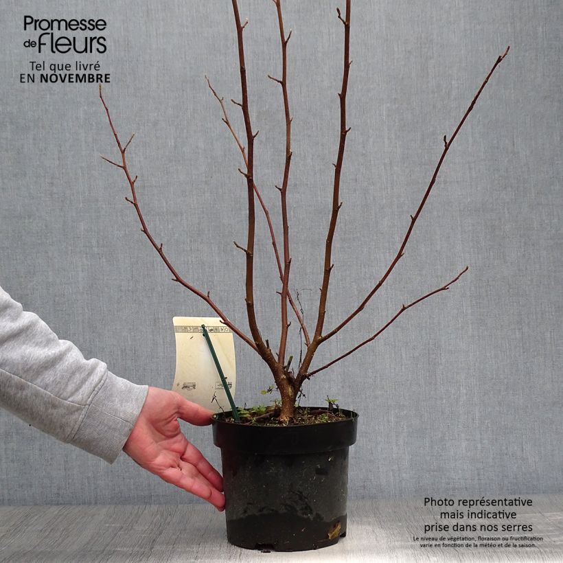 Example of Magnolia loebneri Merrill Pot de 3L/4L as you get in automne