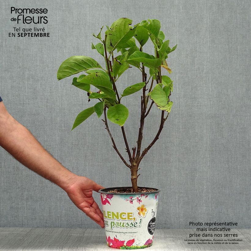 Example of Magnolia Manchu Fan Pot de 4L/5L as you get in automne