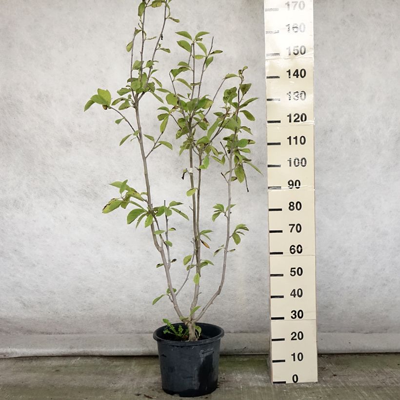 Example of Magnolia Manchu Fan Pot de 7,5L/10L as you get in ete