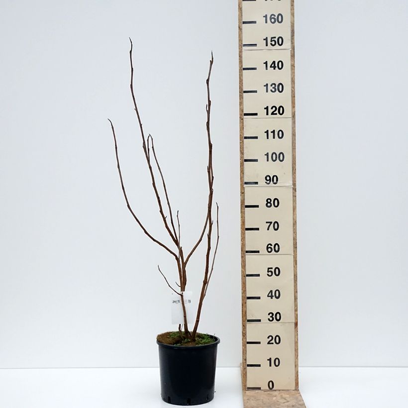 Example of Magnolia sieboldii Pot de 12L/15L as you get in hiver