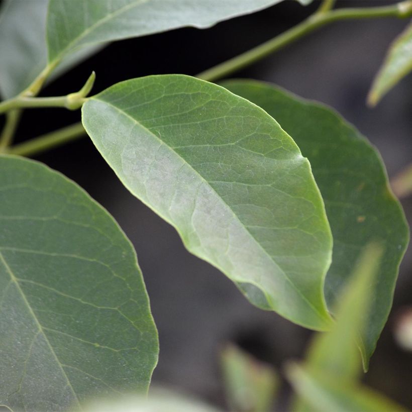 Magnolia soulangeana  - Magnolia de Soulange (Foliage)