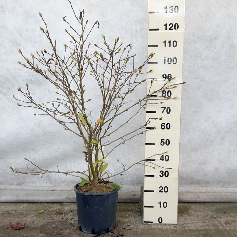 Example of Magnolia stellata Royal Star  - Magnolia étoilé Pot de 12L/15L as you get in automne