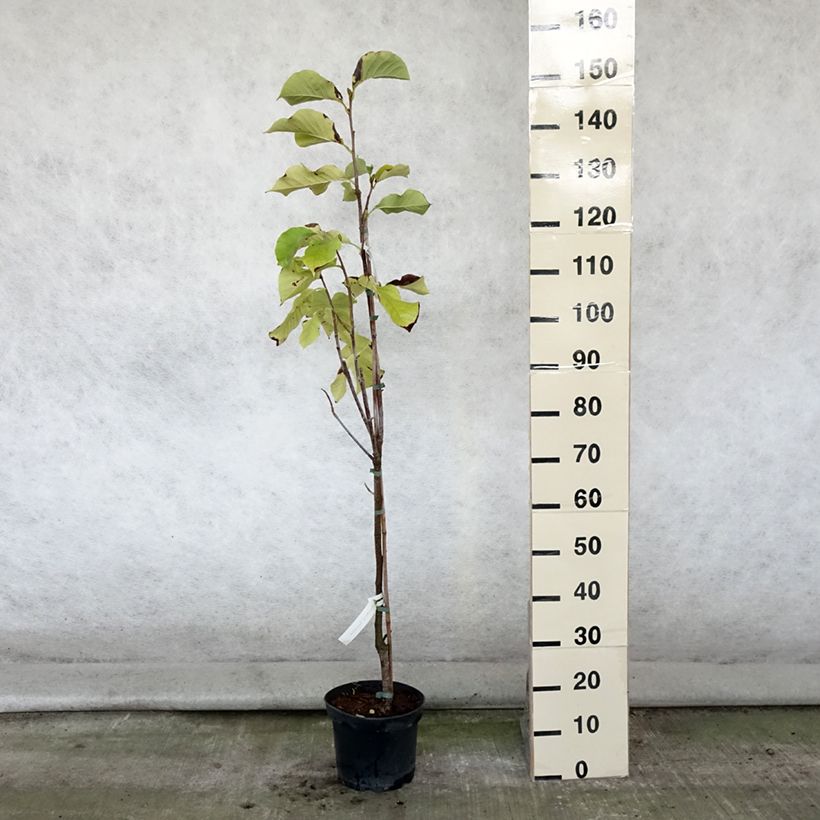Example of Magnolia Sunsation Pot de 3L/4L as you get in ete