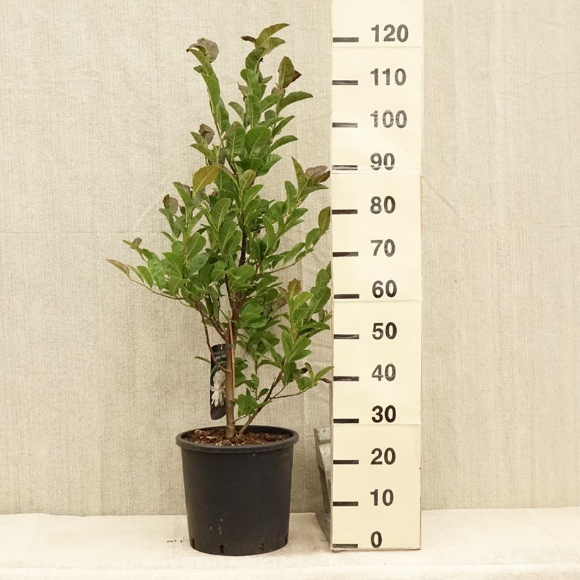 Example of Magnolia loebneri Wildcat Pot de 6L/7L as you get in ete