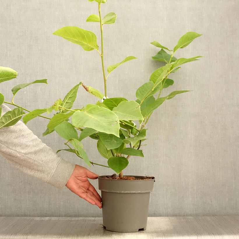 Example of Magnolia x soulangeana Cameo  Pot de 4L/5L as you get in automne