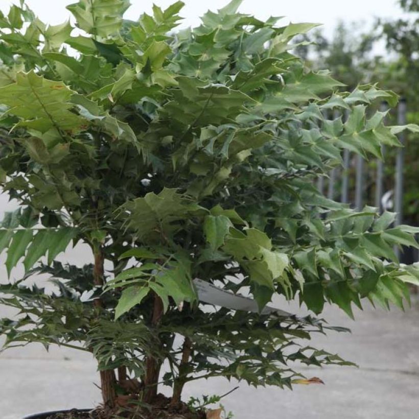 Mahonia media Winter Sun (Foliage)