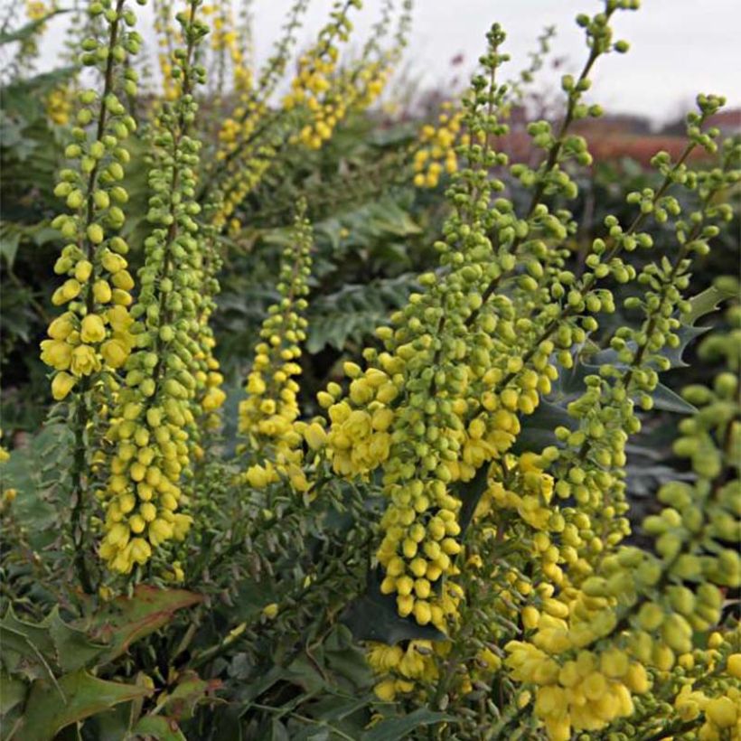 Mahonia media Winter Sun (Flowering)