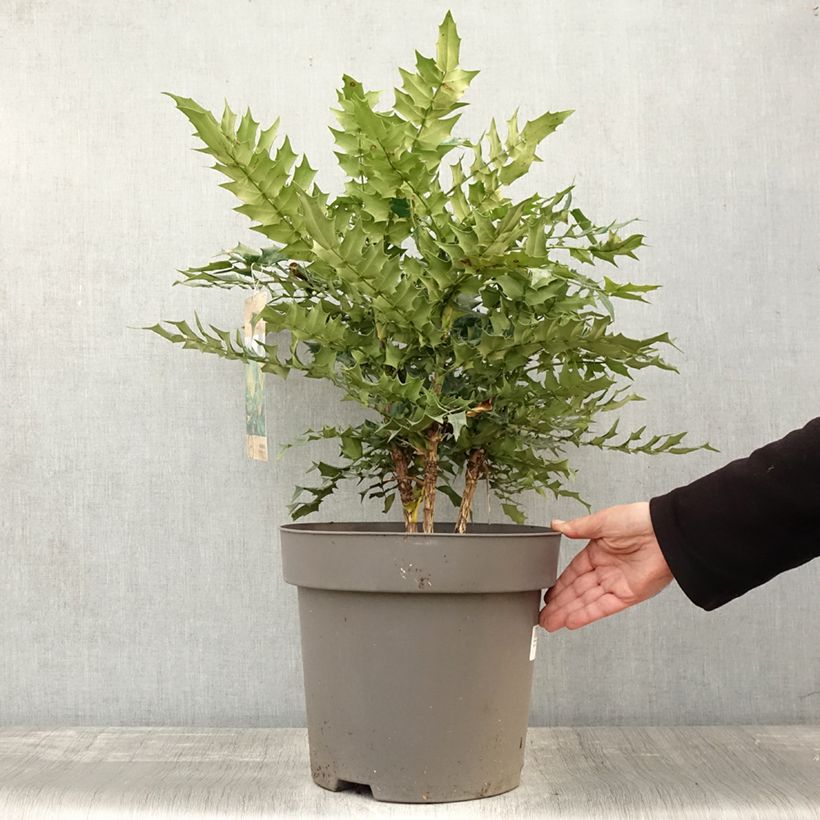 Example of Mahonia media Winter Sun Pot de 7,5L/10L as you get in automne