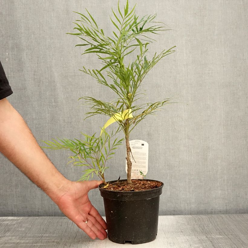 Example of Mahonia Soft Caress - Mahonia hybride Pot de 3L/4L as you get in ete