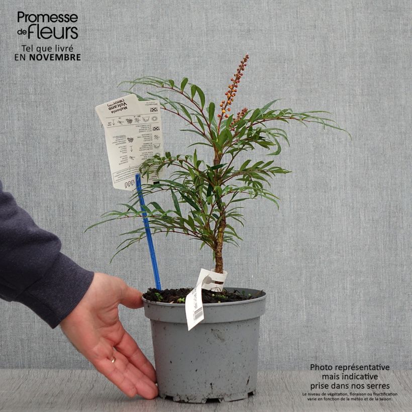 Example of Mahonia Volcano Pot de 2L/3L as you get in automne