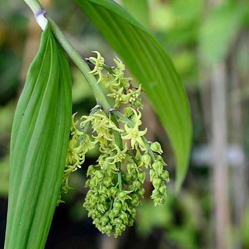 Maianthemum tatsienense - Faux Sceau de Salomon (Flowering)