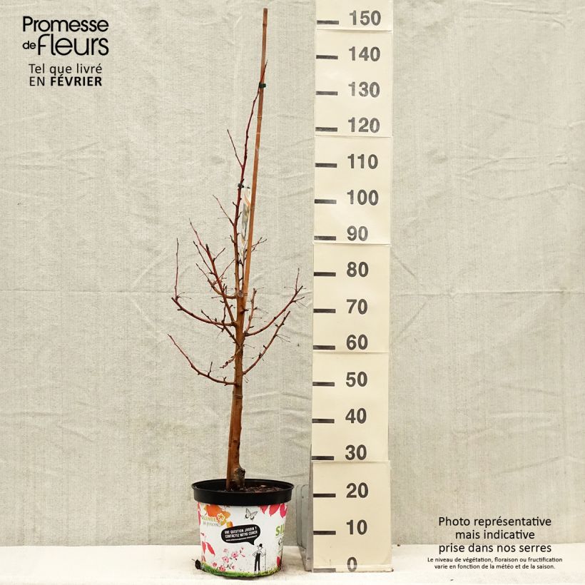 Example of Malus Comtesse De Paris - Pommier d'ornement Pot de 7,5L/10L, Fuseau as you get in hiver