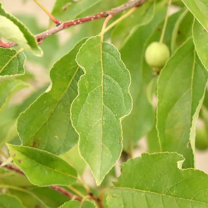Malus Comtesse De Paris - Pommier d'ornement (Foliage)