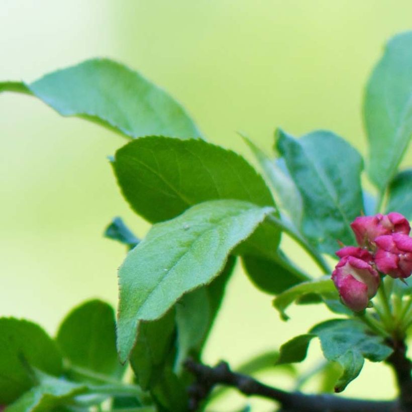 Malus toringo (Korean type) - Pommier d'ornement (Foliage)