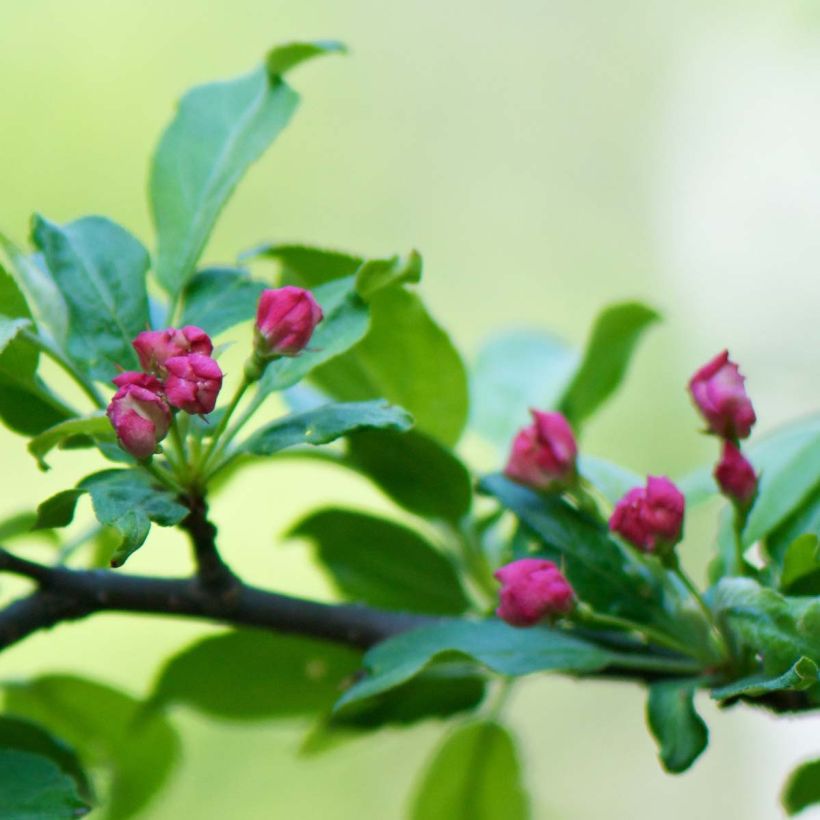 Malus toringo (Korean type) - Pommier d'ornement (Flowering)