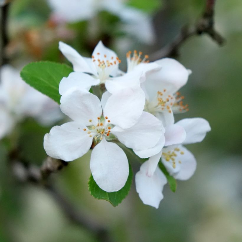 Malus Yellow Siberian - Pommier d'ornement (Flowering)