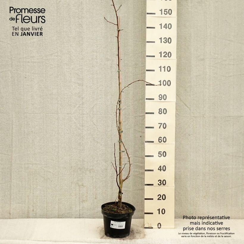 Example of Malus Yellow Siberian - Pommier d'ornement Pot de 12L/15L as you get in hiver